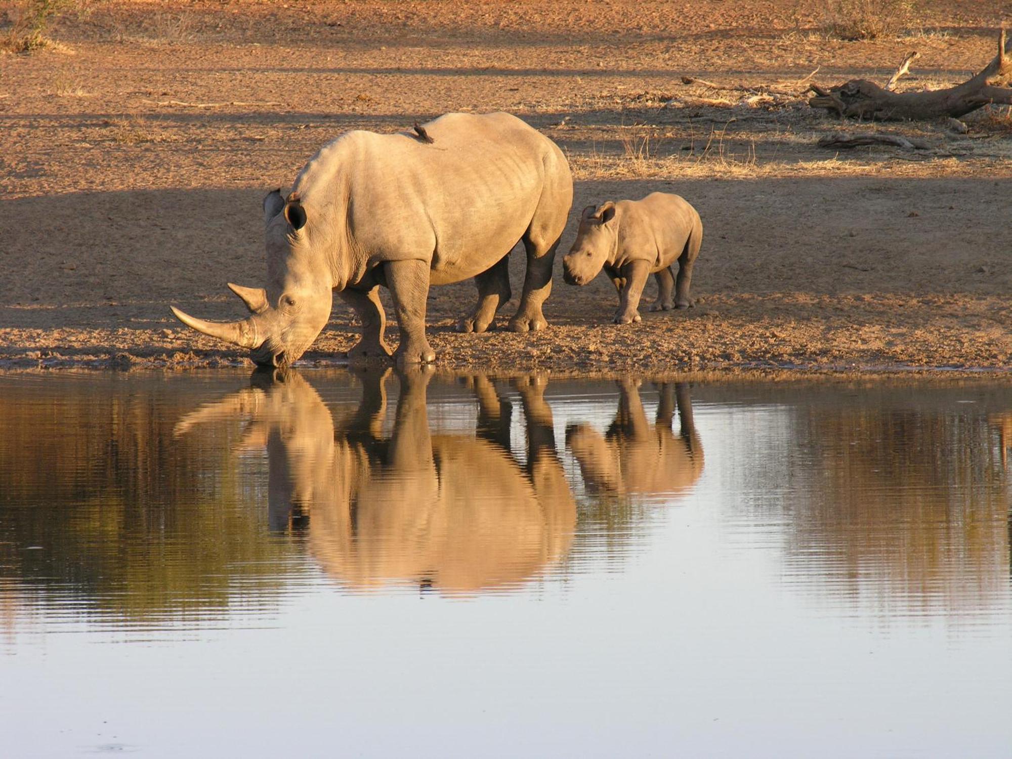 Etali Safari Lodge Madikwe Game Reserve Εξωτερικό φωτογραφία