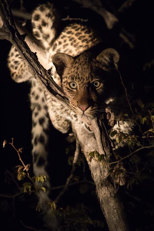 Etali Safari Lodge Madikwe Game Reserve Εξωτερικό φωτογραφία