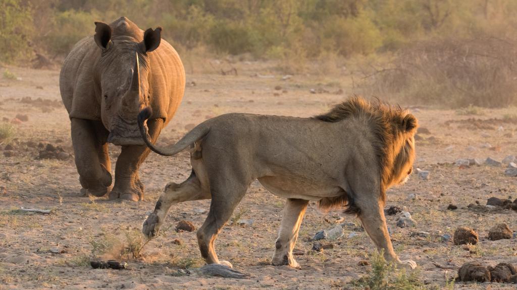 Etali Safari Lodge Madikwe Game Reserve Εξωτερικό φωτογραφία