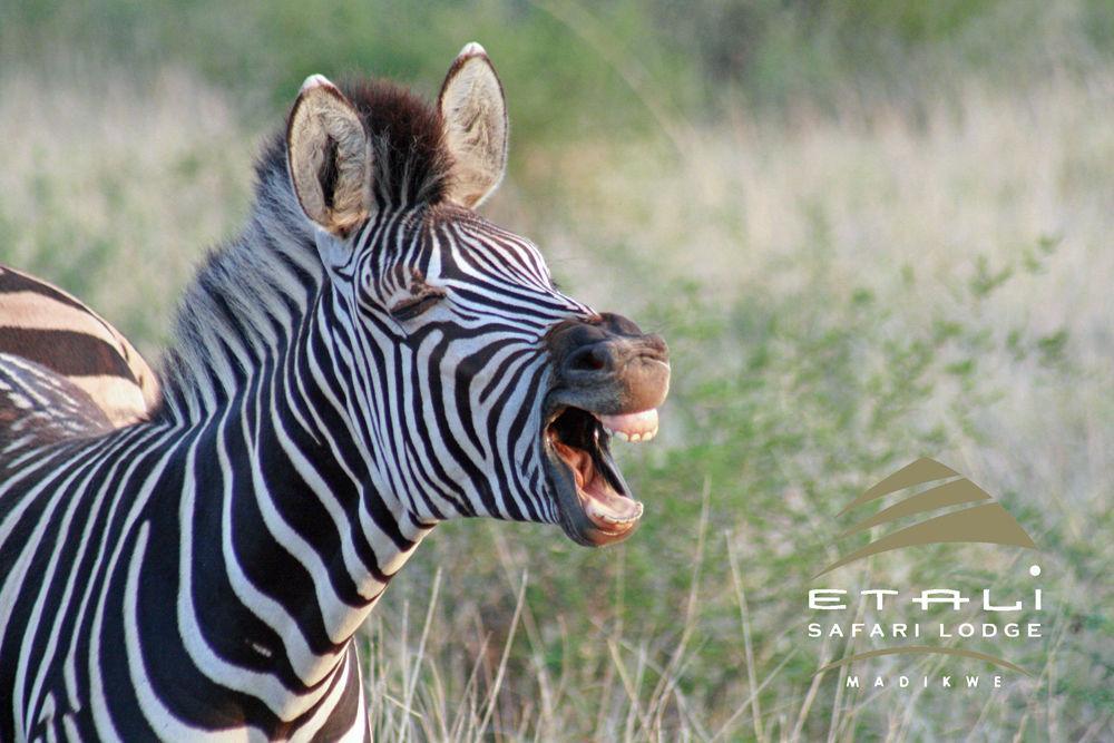 Etali Safari Lodge Madikwe Game Reserve Εξωτερικό φωτογραφία