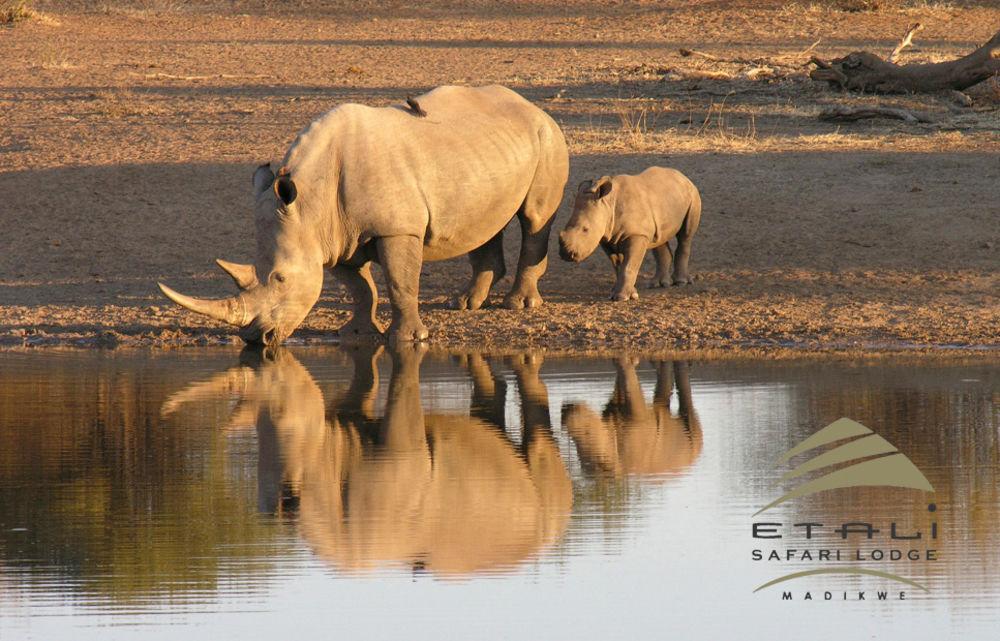 Etali Safari Lodge Madikwe Game Reserve Εξωτερικό φωτογραφία