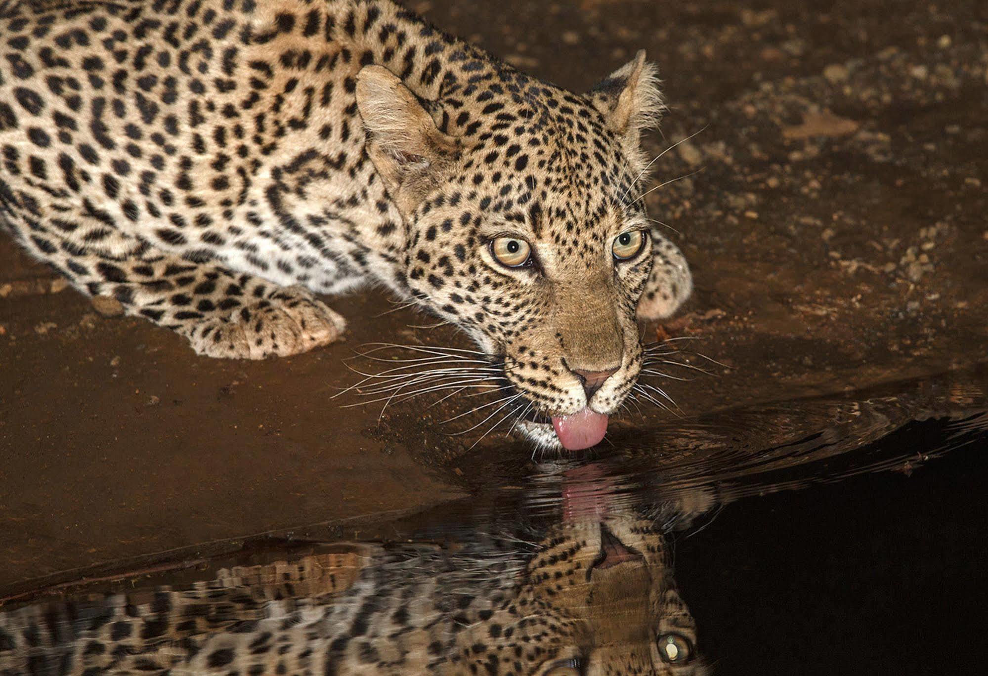 Etali Safari Lodge Madikwe Game Reserve Εξωτερικό φωτογραφία