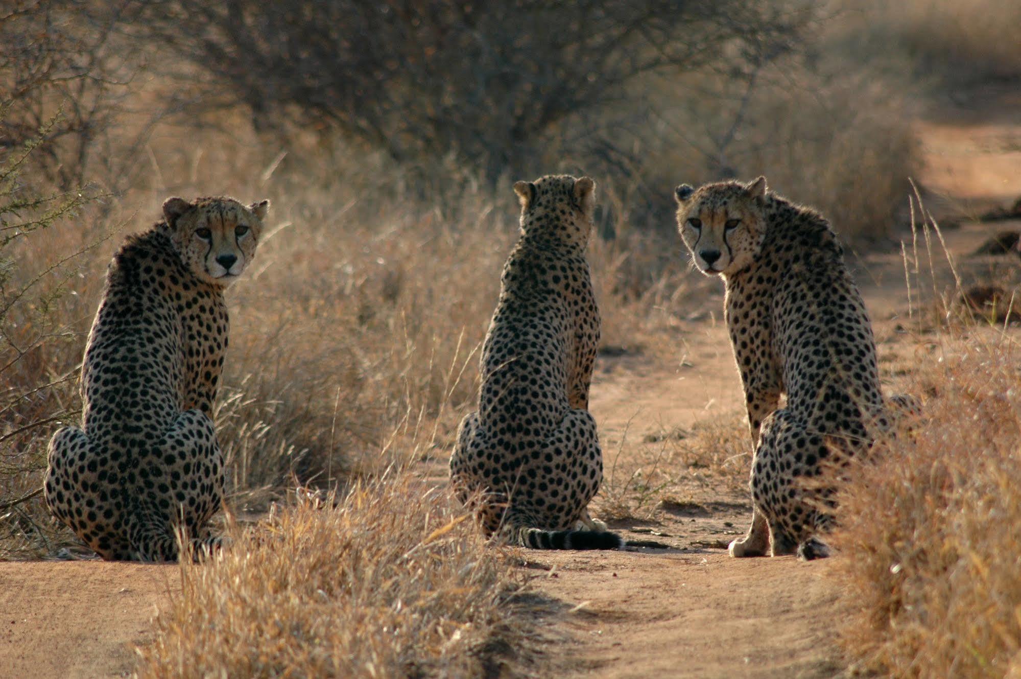 Etali Safari Lodge Madikwe Game Reserve Εξωτερικό φωτογραφία